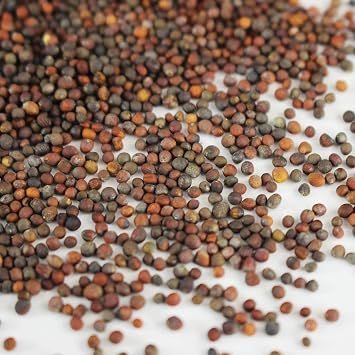 Mountain Valley Seed Co Waltham 29 Broccoli Seeds Non-GMO Bulk Heirloom | Broccoli Seeds For Sprouting, Microgreens, Vegetable Gardening, Garden Salad Garnishes, More - 4 Oz
