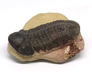 Reedops Trilobite Fossil Morocco 390 Million Years Old #15210 12o