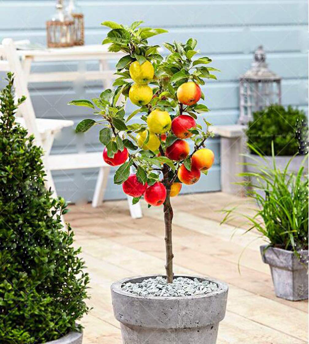 30PCS Apple Tree Seeds Dwarf Bonsai Apple Tree Seeds Mini Fruit for