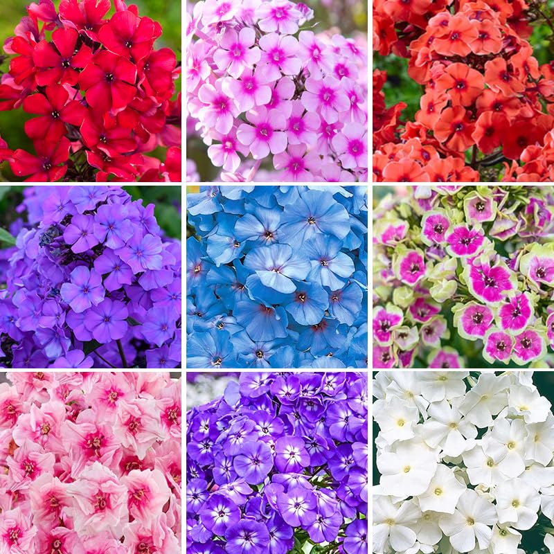 1000+ Phlox Seeds for Planting Mixed Color - Phlox Creeping Perennial Ground Cover - Annual Flower Seeds for Home and Garden