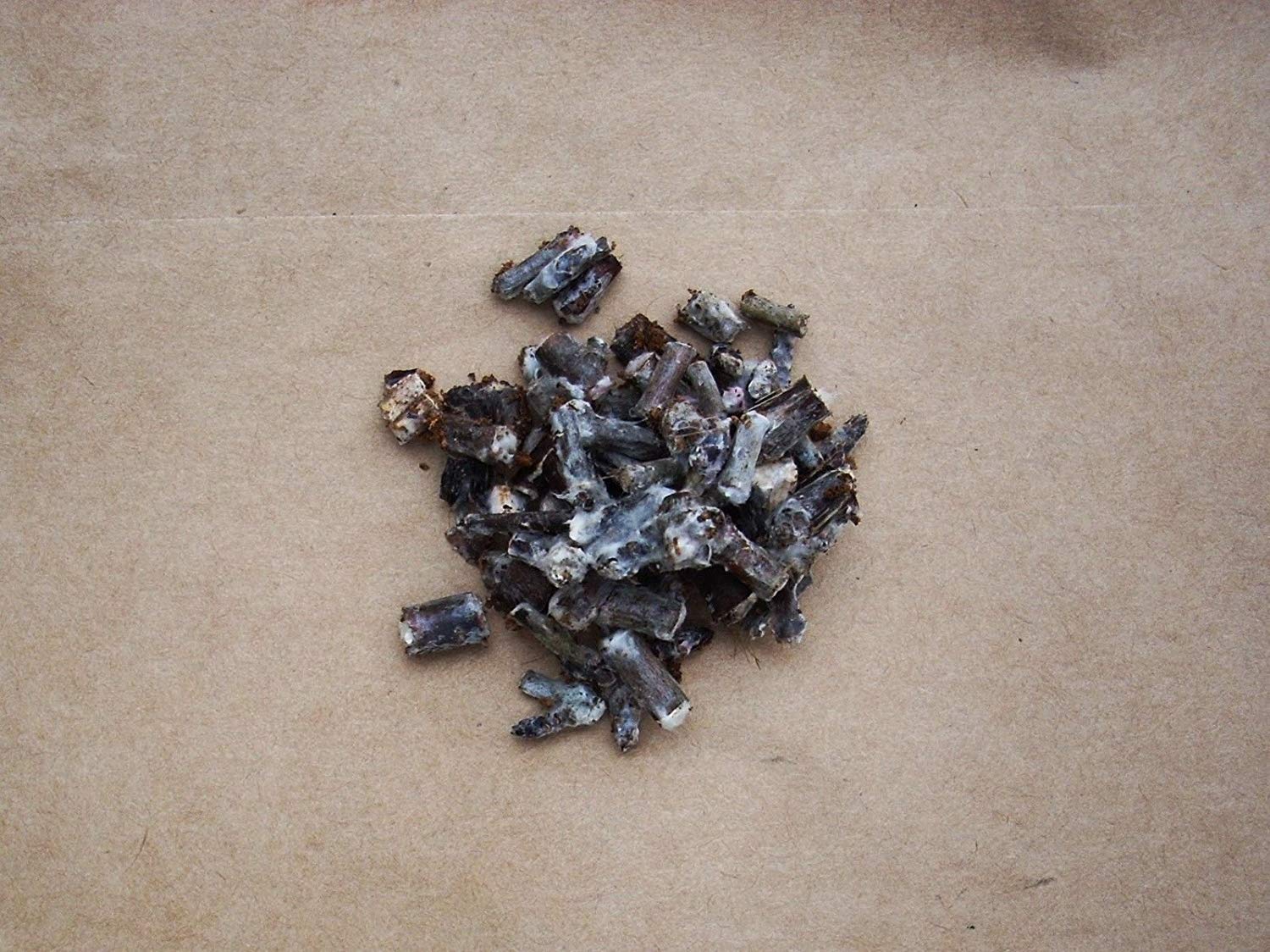 Germination : 1: Chaga Mycelium On Fresh Birchwood Chip Seed Spore Plugs Mushroom Kit Free Shipp