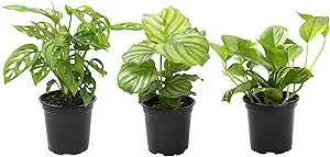 Essential Houseplant Collection (3PK) Live Plants Indoor Plants Live Houseplants in Plant Pots, E...