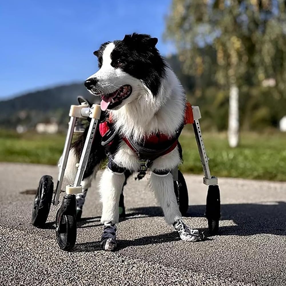 Amazon | 犬 車椅子 の犬用車椅子 4 輪から 2 輪にできます 障害のある