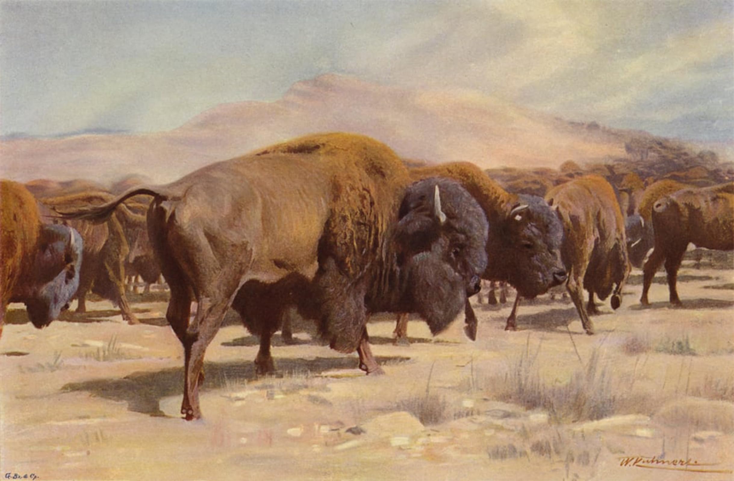 POSTERIIk Vintage Art Print Images Pictures Print Bison by After Wilhelm Kuhnert Modern Colour Posters for Office Home Decor 60x90cm