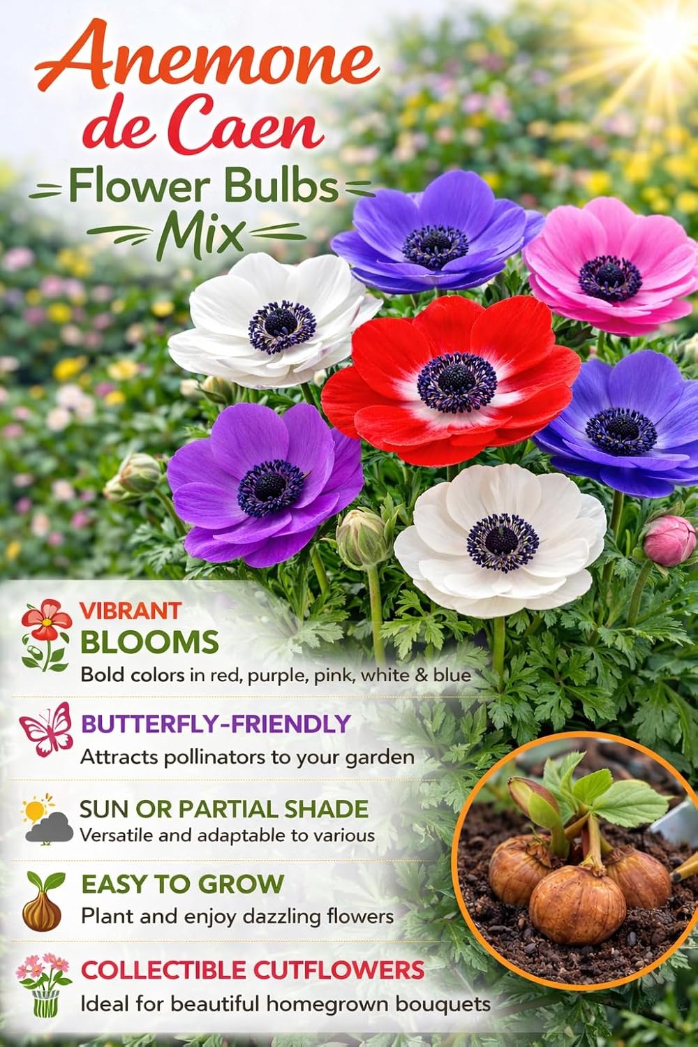 Anemone De Caen Bulbs Mix – Vibrant Red, White, Pink, Purple & Blue Flowers – Spring Blooming Windflowers – Easy to Grow Bulbs for Garden Beds, Borders & Cut Flower Bouquets (120 Bulbs)