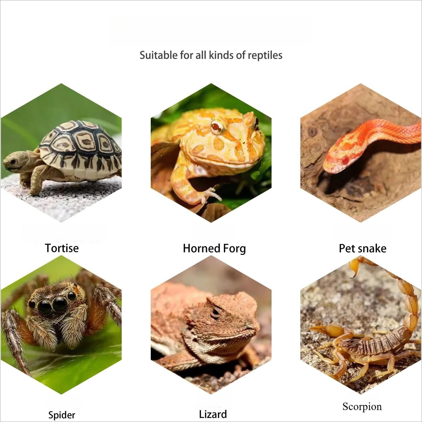 OMEM Rettile Hide Grotta Roccia Resina Paesaggio con Bacino Del Cibo Ciotola Acqua per Geco, Lucertola, Serpente, Corna, Rana, Ragno, Pet Escape House Durevole Rifugio (Marrone)
