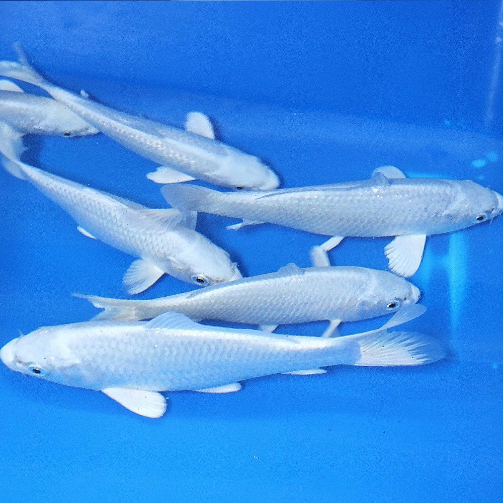 Amazon | 【生体】錦鯉 プラチナ 3匹 M 13cm～16cm 鯉 色鯉 emuwai  