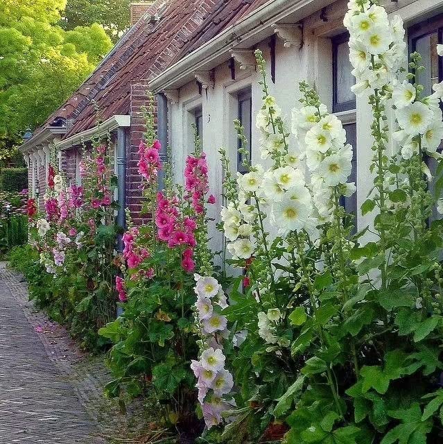 GrowZid Hollyhocks Outdoor Gardening Flower Plant seeds Pack Multi mix (B0B93KF9DW) Amazon Price History, Amazon Price Tracker