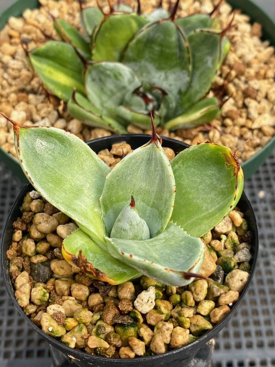 アガベ パリー トランカータ錦 斑入り （☆1148 「多肉植物」アガベ  