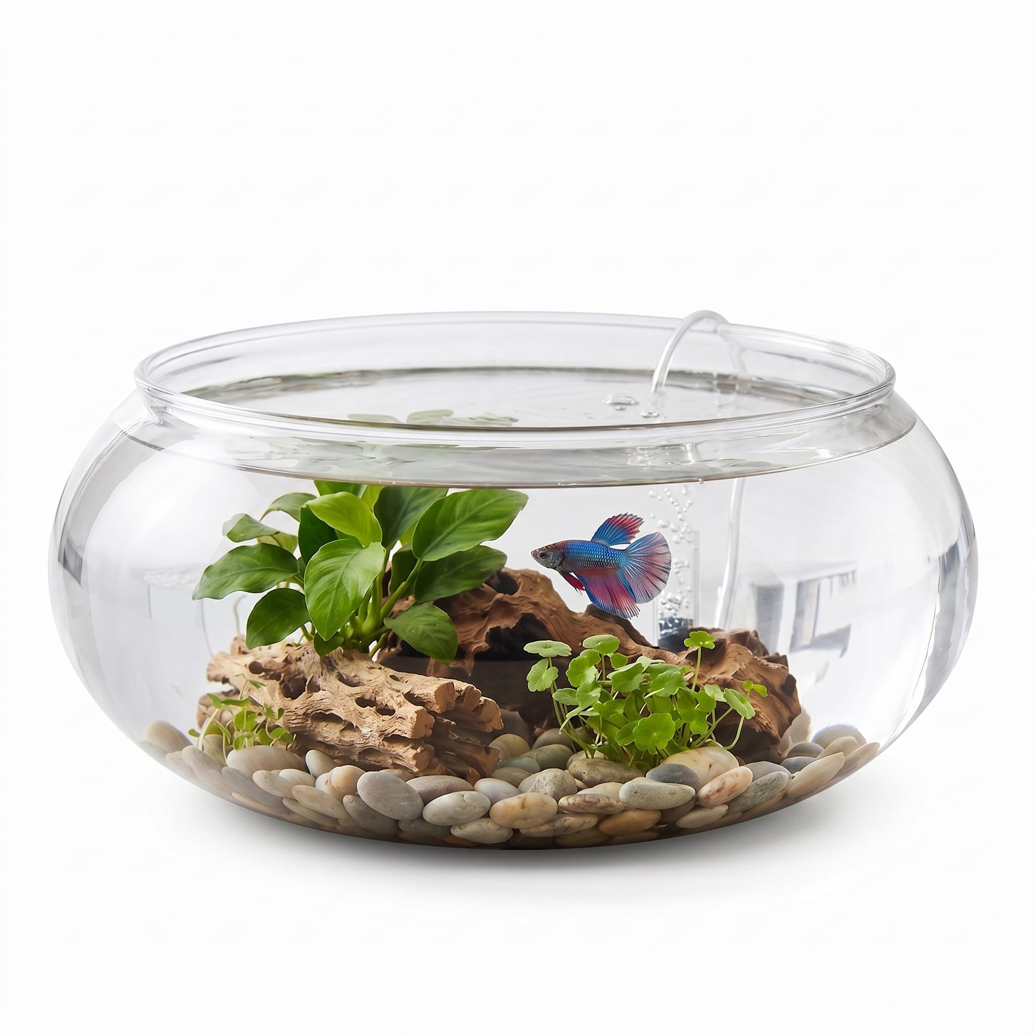 Milisten Jarrón de Flores de Cristal Redondo con Amplia Apertura para Terrario, Suculentas, Macetero y Hidropónico