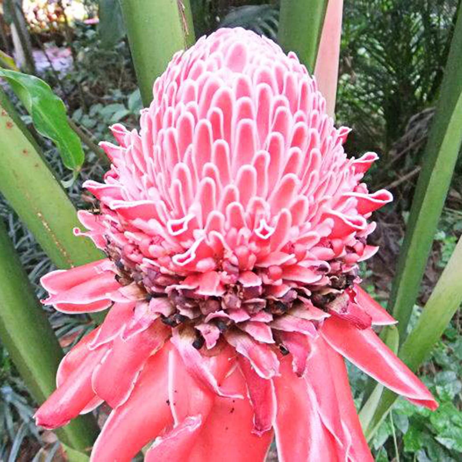 DIY Seeds Growing Kit 10Pcs High Survival Rate Natural Etlingera Elatior Seeds for Home Garden Outdoor Growing Seeds 1size