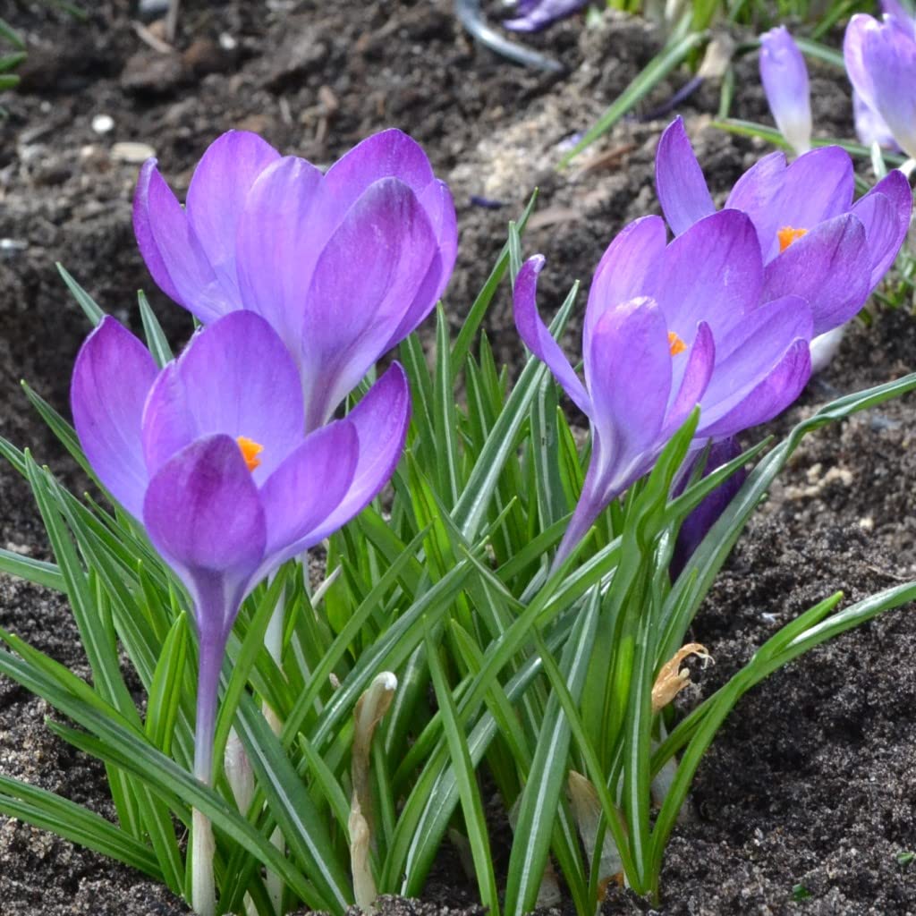 Blumenzwiebeln Krokuszwiebeln Crocus Botanische vernus ssp vernus - Frühlings-Safran (50 Zwiebeln)