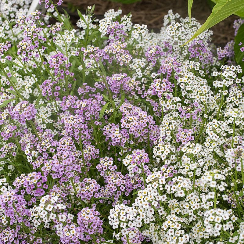 Image of Sweet Alyssum Flower Seeds - Fragrant, Easy-to-Grow Garden Flowers, Pollinator-Friendly, Continuous Blooms for Borders & Containers (Pack Of 50+ Seed)
