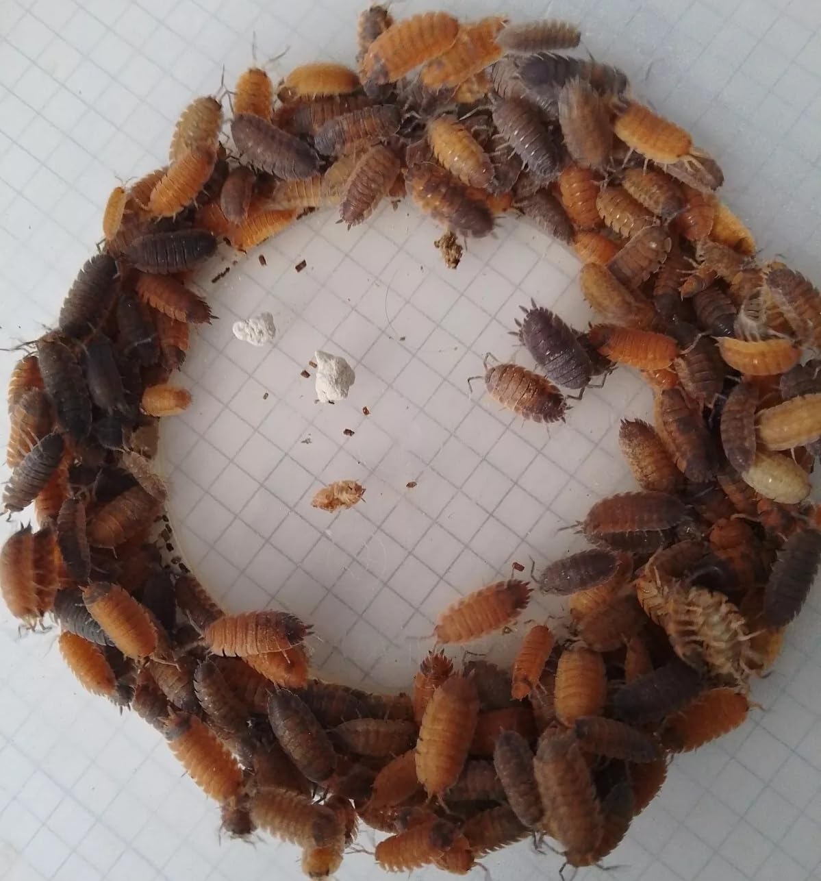 Live Porcellio Scaber Morph Mix Isopods – Scaber Woodlice for Bioactive Terrariums or Clean-Up Crews – MEDIUM (10)