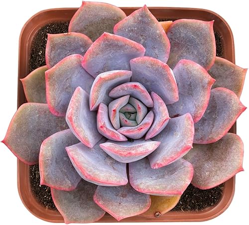 Echeveria Orion - Suculentas vivas de 2 pulgadas, plantas suculentas totalmente arraigadas, mini planta de casa, fácil de cultivar, regalo único