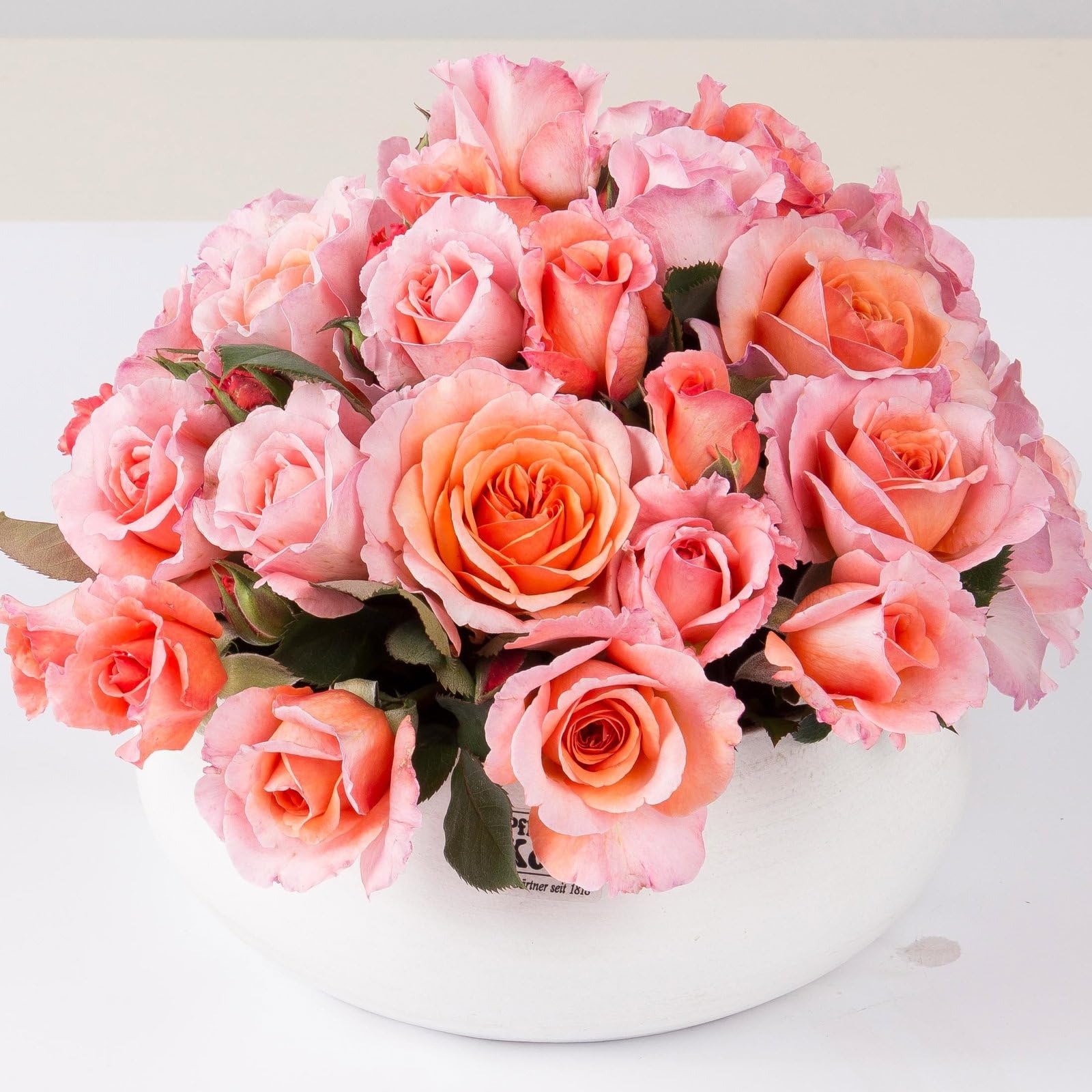 Stammrose 'Käthchen von Heilbronn'®, Edelrose, Stammhöhe 60cm, Topf 7,5 Liter