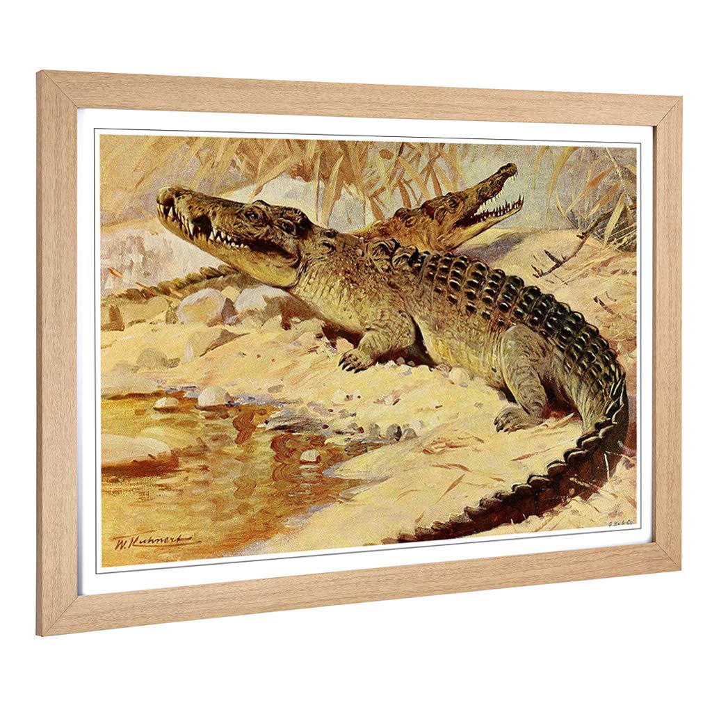 Big Box Art Framed Print of Vintage W Kuhnert Nile Crocodile Design | Wall Art Picture | Home Decor for Kitchen, Living Room, Bedroom, Hallway, Oak, A2 / 24.5x18 Inch / 62x45cm