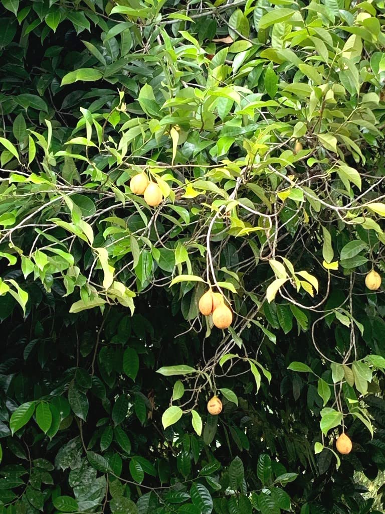 Indiana Nutmeg Jati-phal Jayaphal Jaiphol Jatiphala Jayaphala Joipol Jakayi Jathi Jathikka Jayphal Jaiphala Cati-k-kay Jajikaya Myristica fragrans Live Plant_Odiplantz