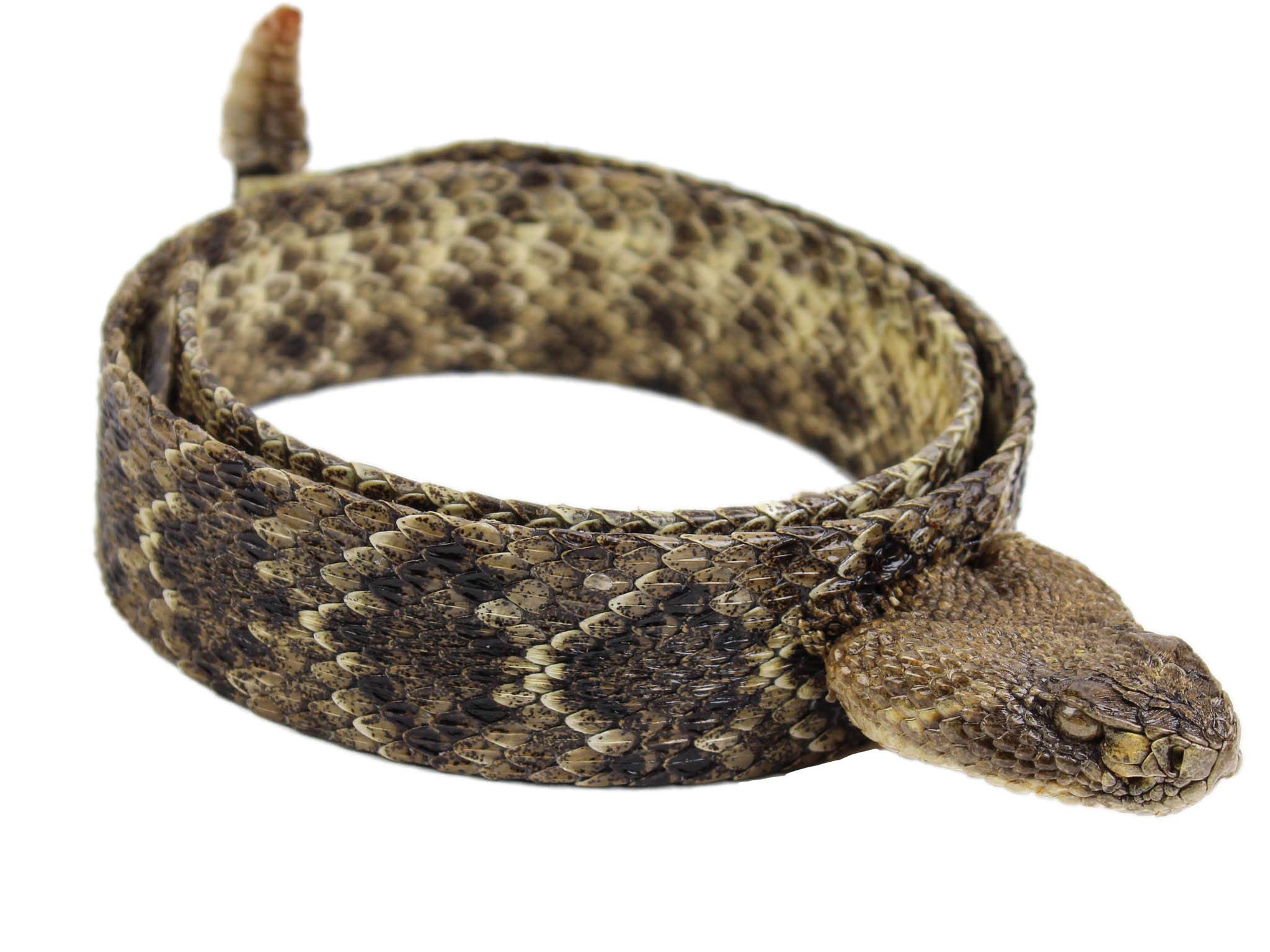 1.25" Real Texas Western Rattlesnake Hat Band with Head & Rattle - Closed Mouth (598-HB204C)