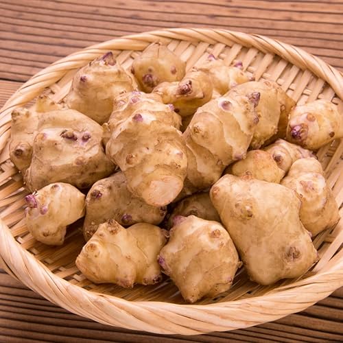 Miniatura 3 de Tubérculos de alcachofa de Jerusalén de 8 onzas para plantar, bombillas de rizomas de choque de alto rendimiento para plantar, jardinería resistente