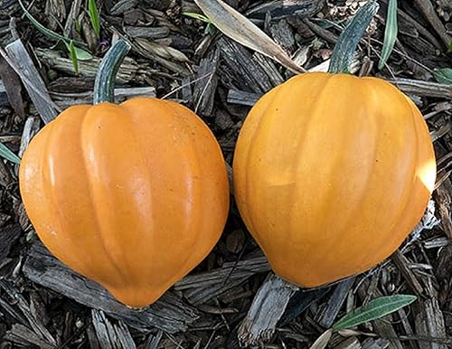 David's Garden Seeds Squash - Mesa de bellota de invierno dorado FBA-7355 (dorado) 25 sin OMG, semillas de reliquia