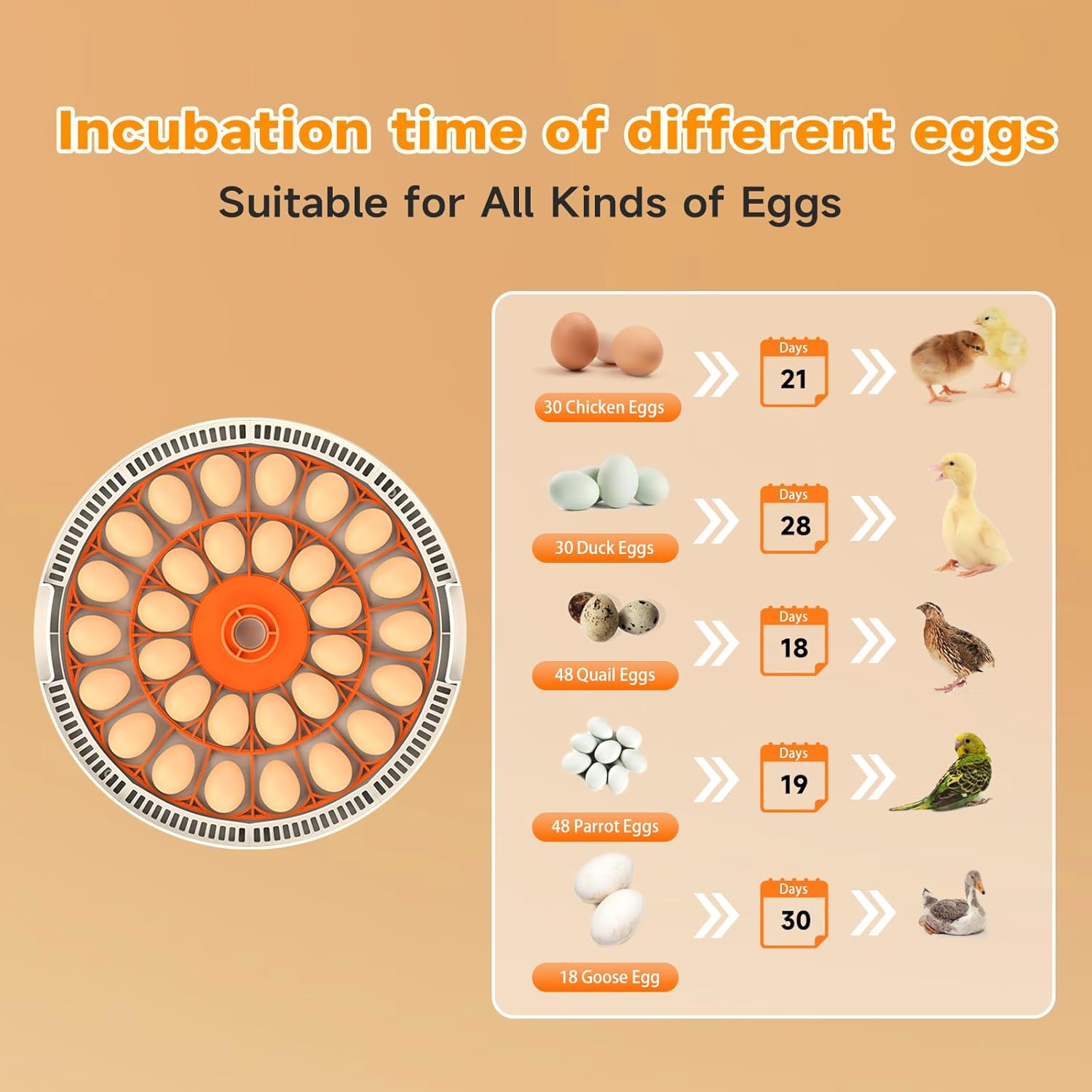 Egg Incubator for Hatching Eggs,with Automatic Egg Turning and Humidity Control,Egg Incubator to Hatch Quail,Chicken,Goose and Duck Eggs, Suitable for Home,Classroom, Lab and Farm-30 Eggs Capacity