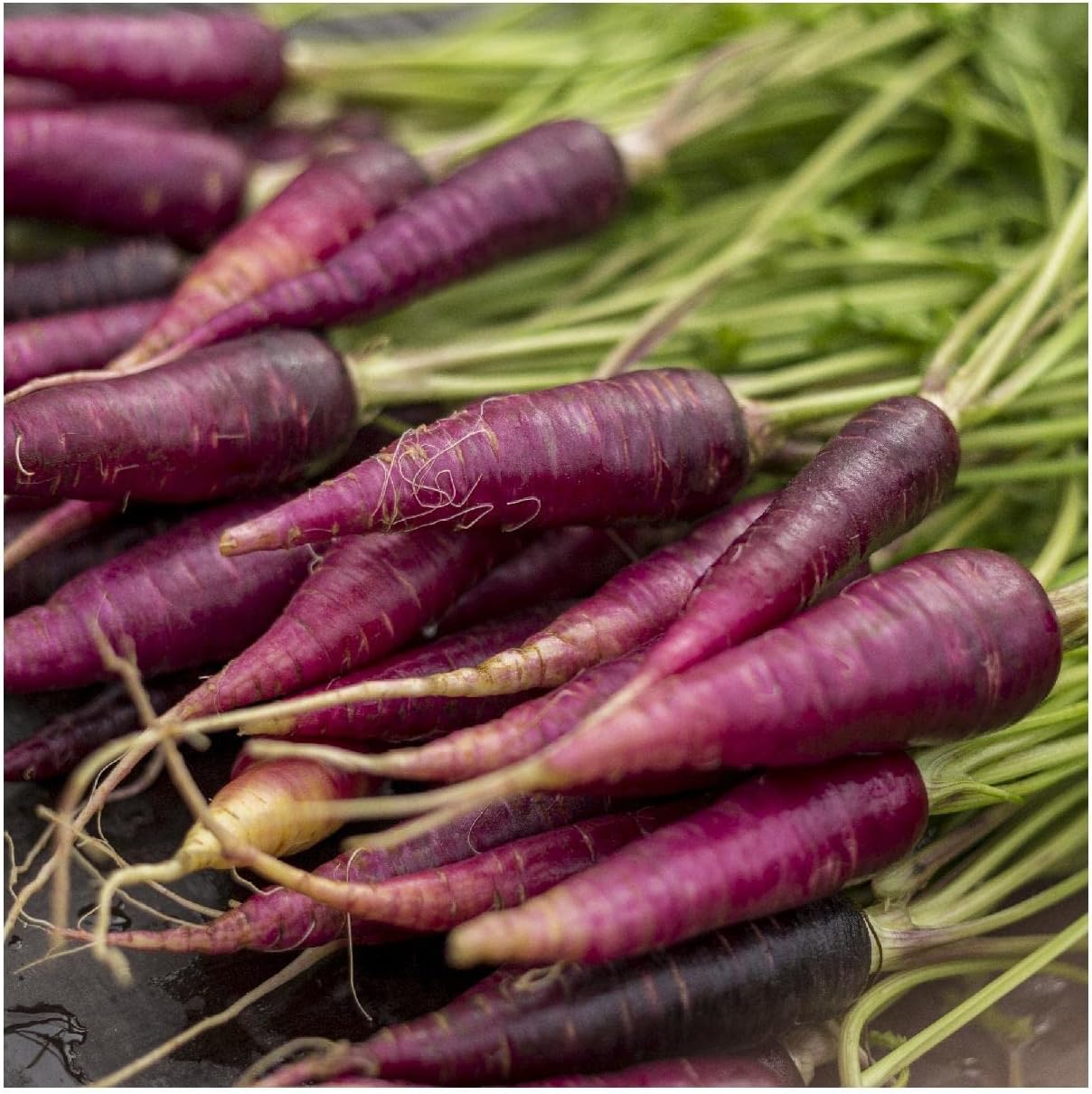 Everwilde Farms - 1/4 Lb Cosmic Purple Carrot Seeds - Gold Vault