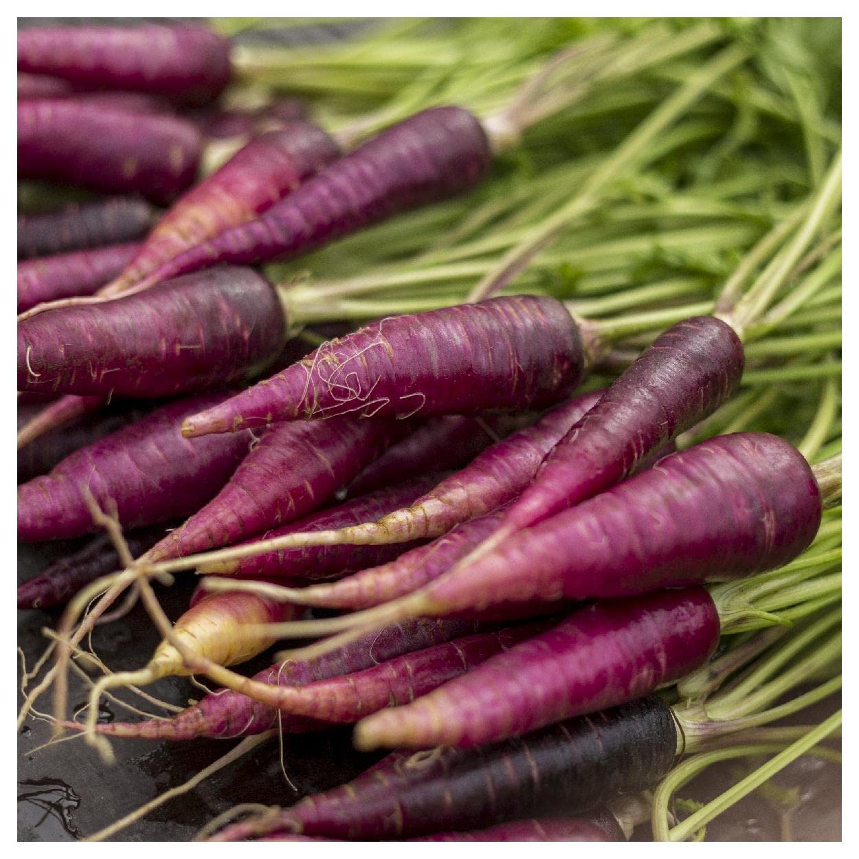 Everwilde Farms Cosmic Purple Carrot Seeds