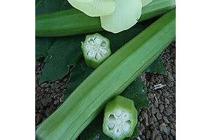 Organic Clemson Spineless 80 Okra Seeds