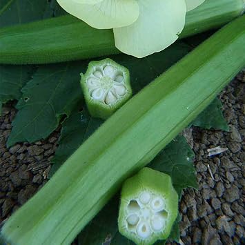 Sustainable Seed Co Organic Clemson Spineless 80 Okra Seed 1 LB 8,000 Seeds | Non-GMO, Open Pollinated, Heirloom, Vegetable Gardening Seed