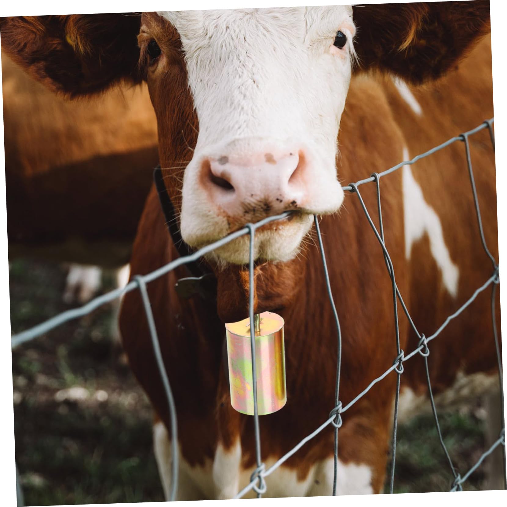 Cabilock Herding Bells for Cattle Set of 2 Large Rustic Bells Vintage Look Perfect for Farm Use