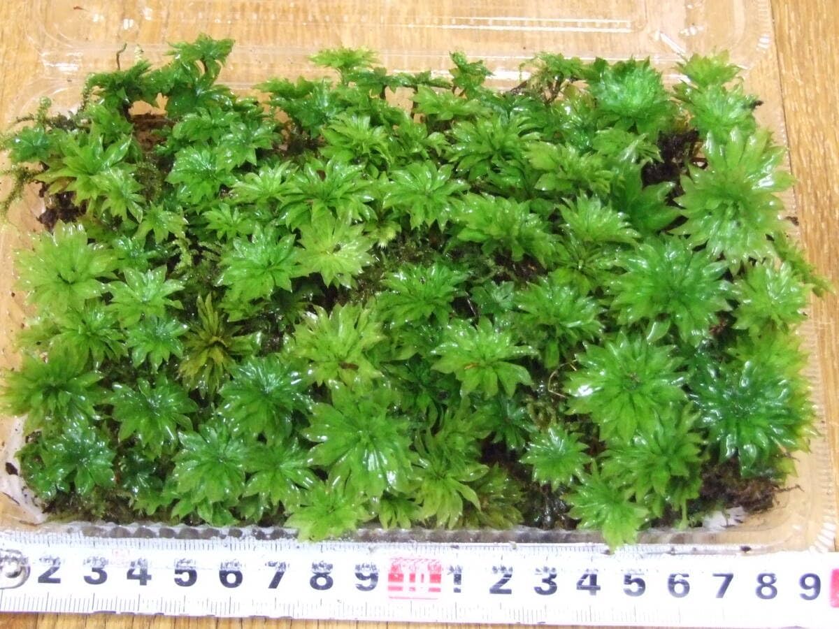 teru3様専用 コケ各種3パレット他5パック 【公式通販】 teru3様専用 コケ