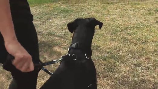 ce ultimate control harness