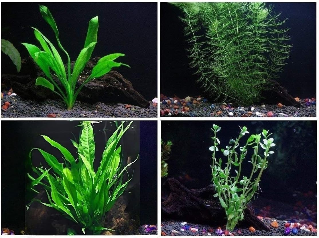 Easy Live Aquarium Plants Package - 4 Species -Java Fern, Amazon, Moneywort, and Hornwort