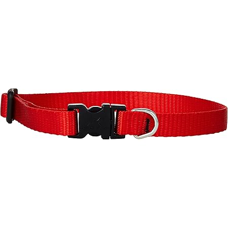 dog collars big w
