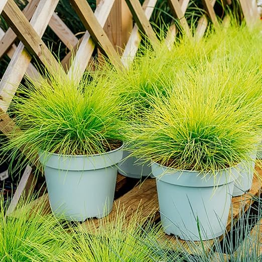 Nektarinenbaum Samen - 5 Stück Mehrjährige Obstbäume Für Garten & Balkon