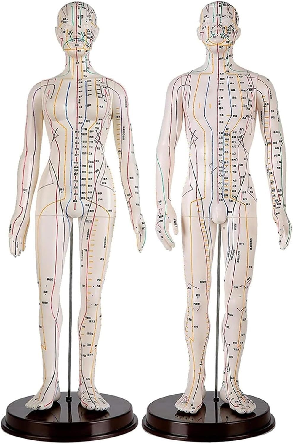 Mannequin de point corporel MTC de 50cm pour formation au massage - 8