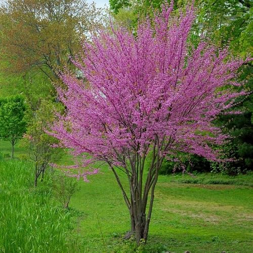 2 Eastern Redbud Trees Live Plants Seedlings, 1 Year Old Well- Rooted Bare Roots, 8 to 15 Inches, Red Bud Tree for Planting Outdoor - Thumbnail 7
