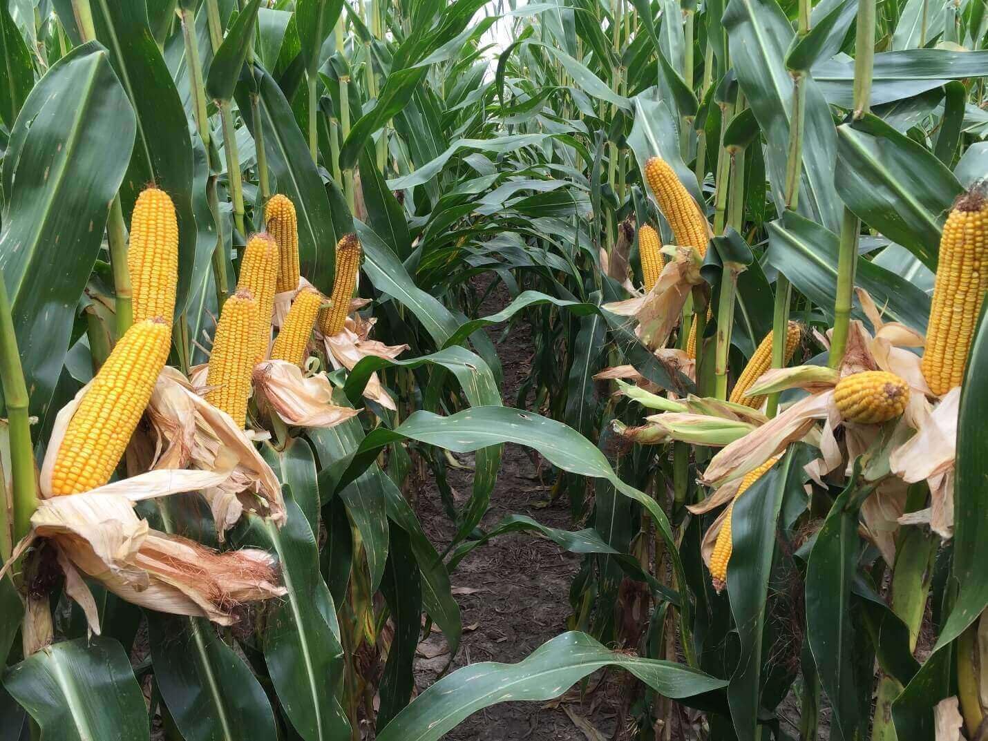 TomorrowSeeds - Wapsie Valley Grazing Corn Seeds - 3 Pounds - for 2026 Planting Open Pollinated Yellow Flint Field Feed Cattle Bird Silage Deer Cover Crop Grow Your Own Home Farm Patio Healthy