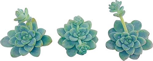 Miniatura 2 de Esquejes de suculentas vivas (3 Sedum Clavatum), plantas suculentas vivas, plantas suculentas sin raíces, plantas de casa, decoración de oficina