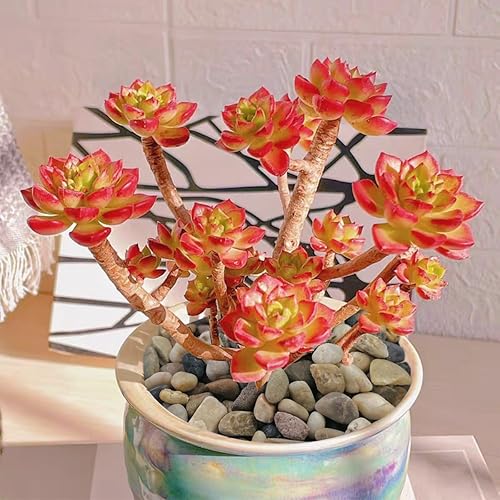 Miniatura 7 de SHIZWU Grava de acuario de 5 libras, grava de guisantes de 14 pulgadas para pecera, rocas de río pequeñas para decoración de jardines, paisajismo,