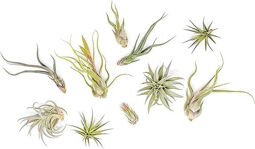 Air Plant Shop Paquete de 10 plantas de aire Tough Stuff de Tillandsia, al por mayor y a granel, suculentas, Tillandsia viva, plantas de interior y Air Plant Shop Paquete de 10 plantas de aire Tough Stuff de Tillandsia, al por mayor y a granel, suculentas, Tillandsia viva, plantas de interior y
