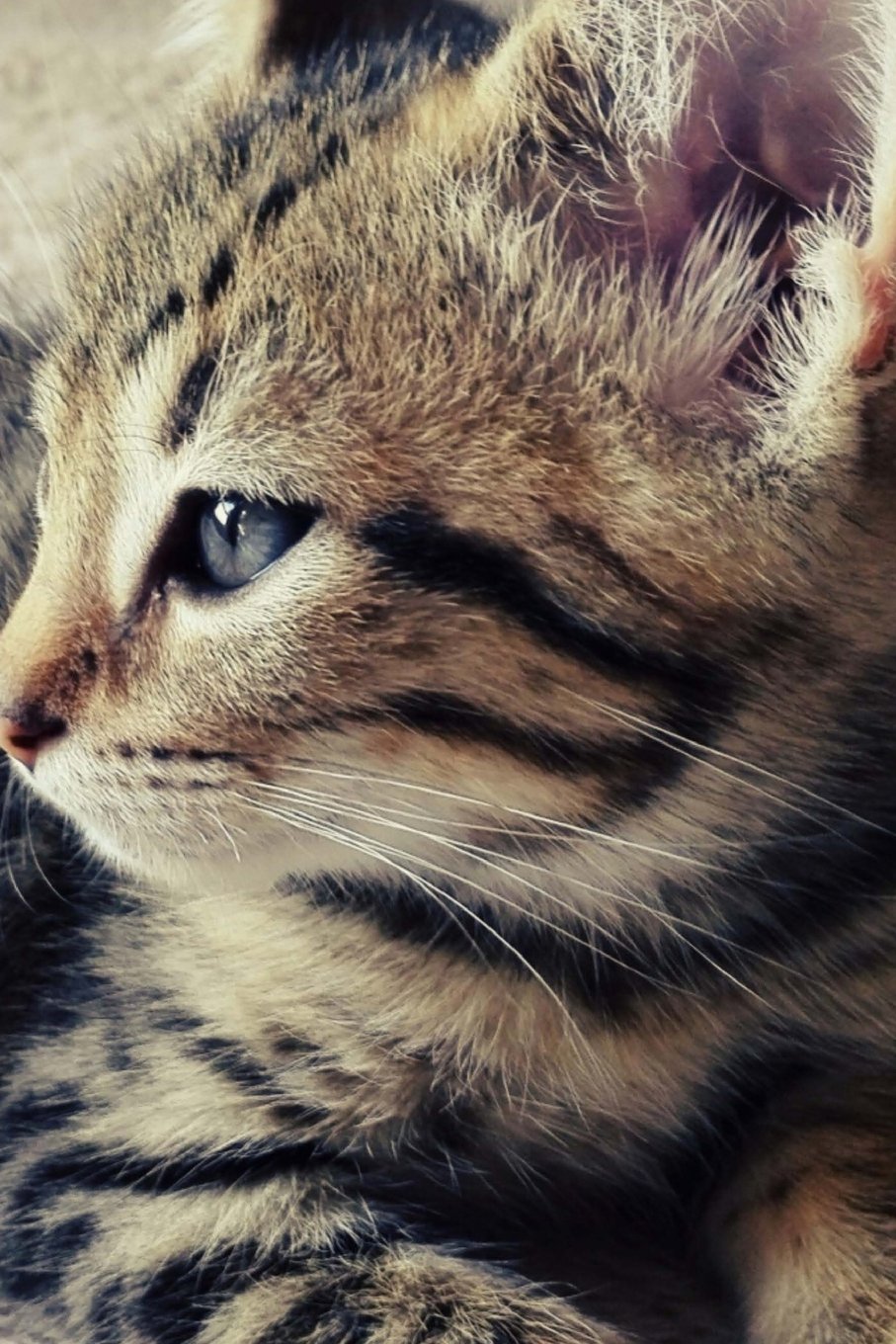 So Adorable Kitty Journal