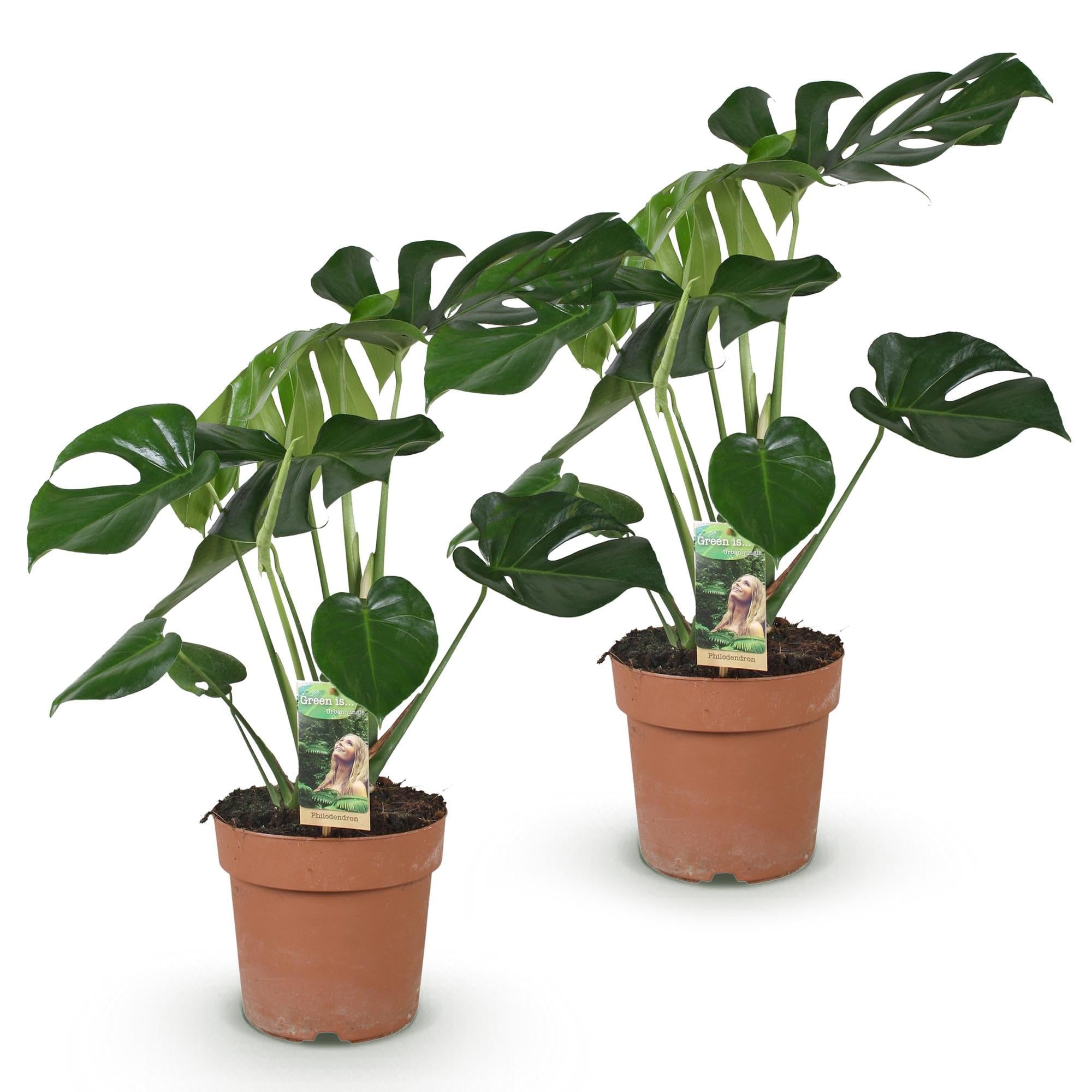 Green boutiQ - Zimmerpflanzen - Monstera Deliciosa - Fensterblatt - Wenig Pflege - Grün - 2 Pflanzen - Topf 17cm - Höhe 50-55cm