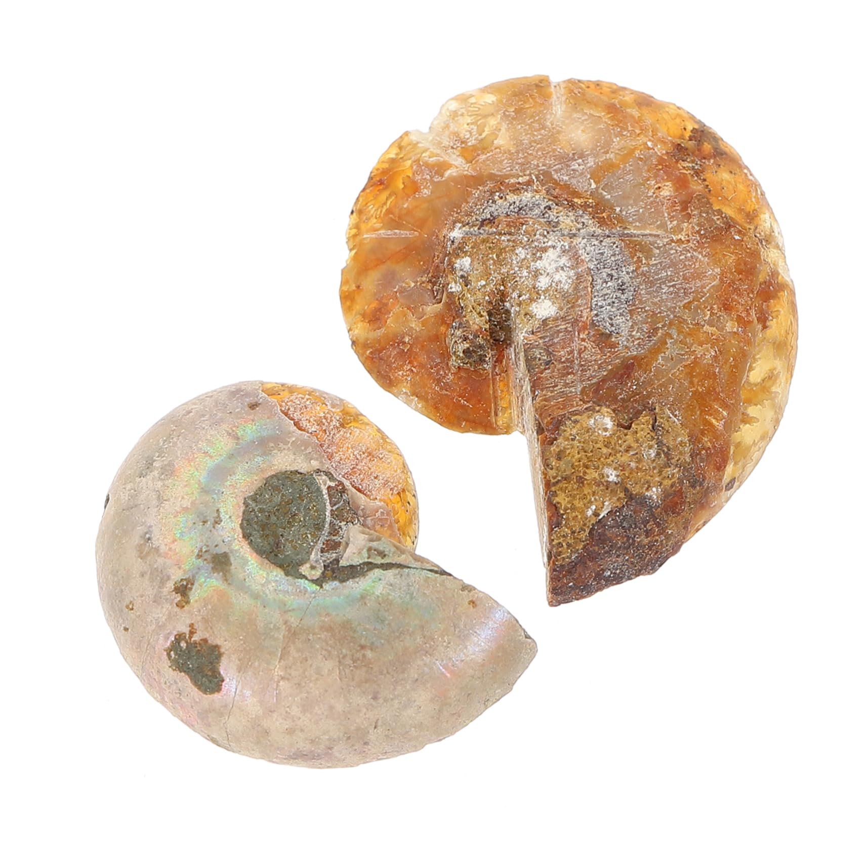 iplusmile 20piezas Especímenes De Fósil Para Decoración y Material Didáctico Para y Paleontología Opp Empaque