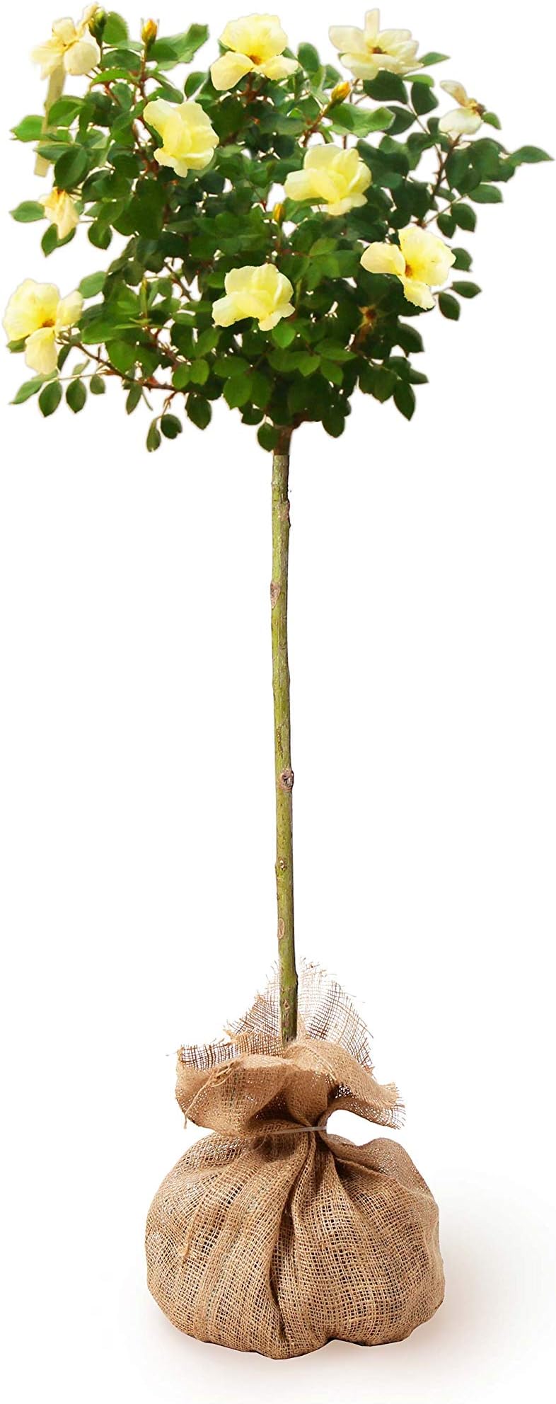 Brighter Blooms - Sunny Knock Out® Rose Tree, 3-4 ft. - No Shipping to AK, AZ, HI