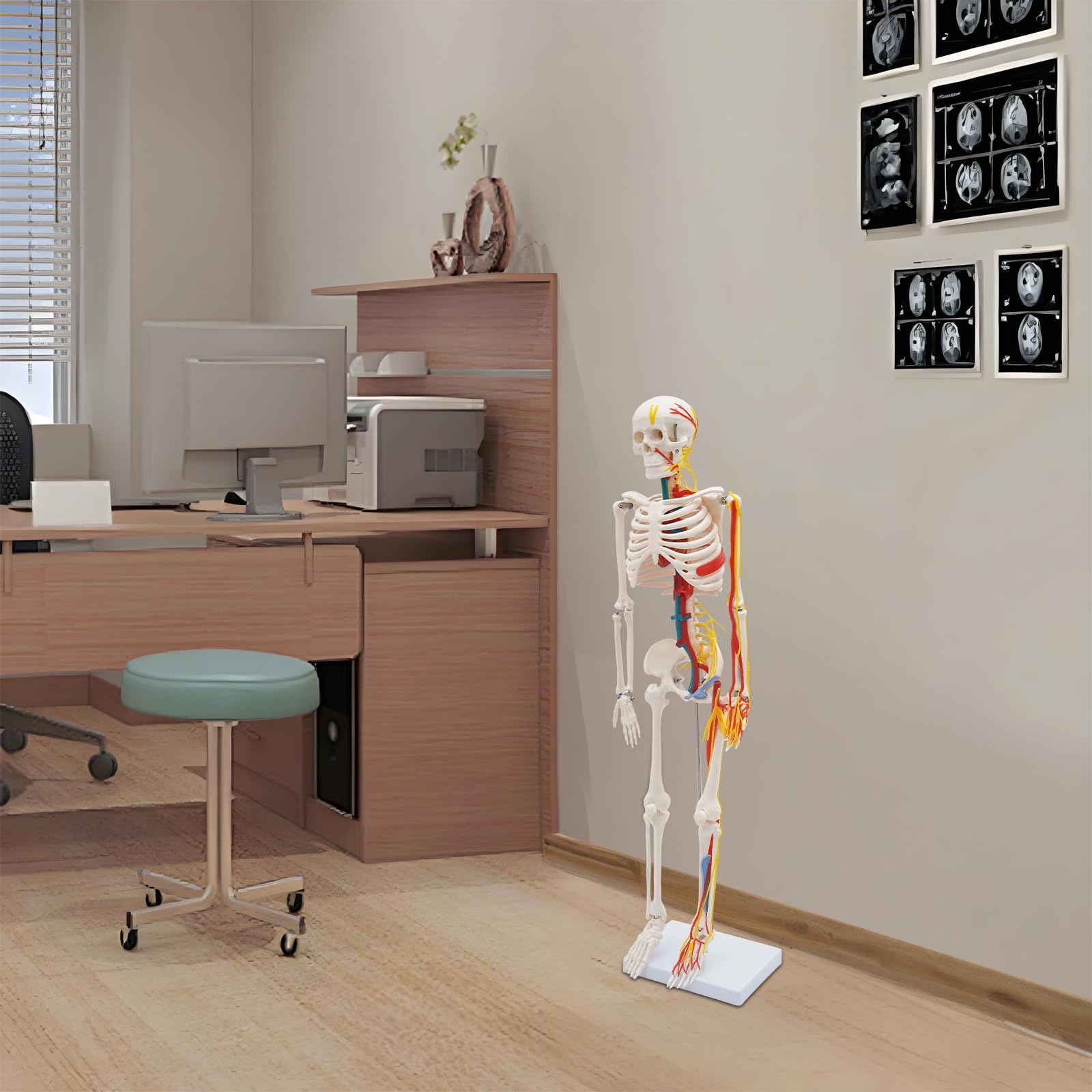 85 cm di altezza, modello di uno scheletro umano in PVC, modello scheletro umano con strutture neurovascolari, modelli di anatomia umana in posizione eretta, per studio e esposizione