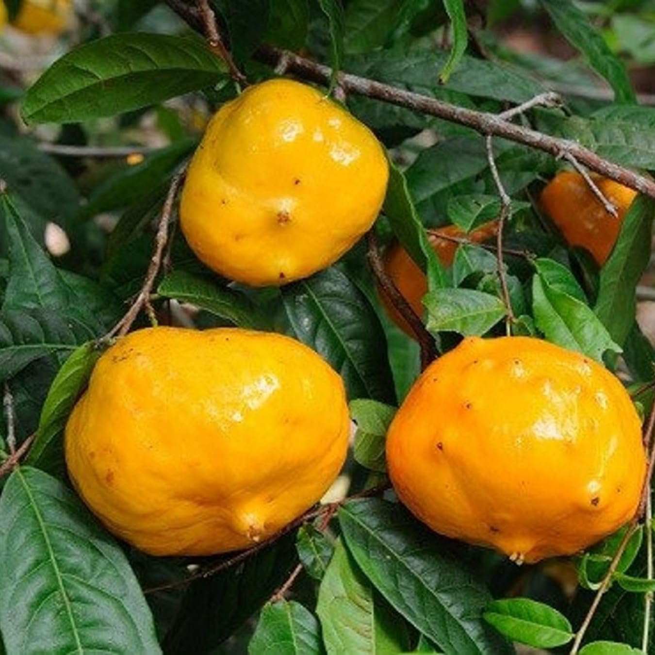 See full amazon price history chart for Floral Treasure Sundrop Fruit Plant (Eugenia Victoriana, Hybrid) Exotic 1 Live Fruit Plant Floral Treasure Sundrop Fruit Plant (Eugenia Victoriana, Hybrid) Exotic 1 Live Fruit Plant (B0D8FDX3TN) Amazon Price History, Amazon Price Tracker