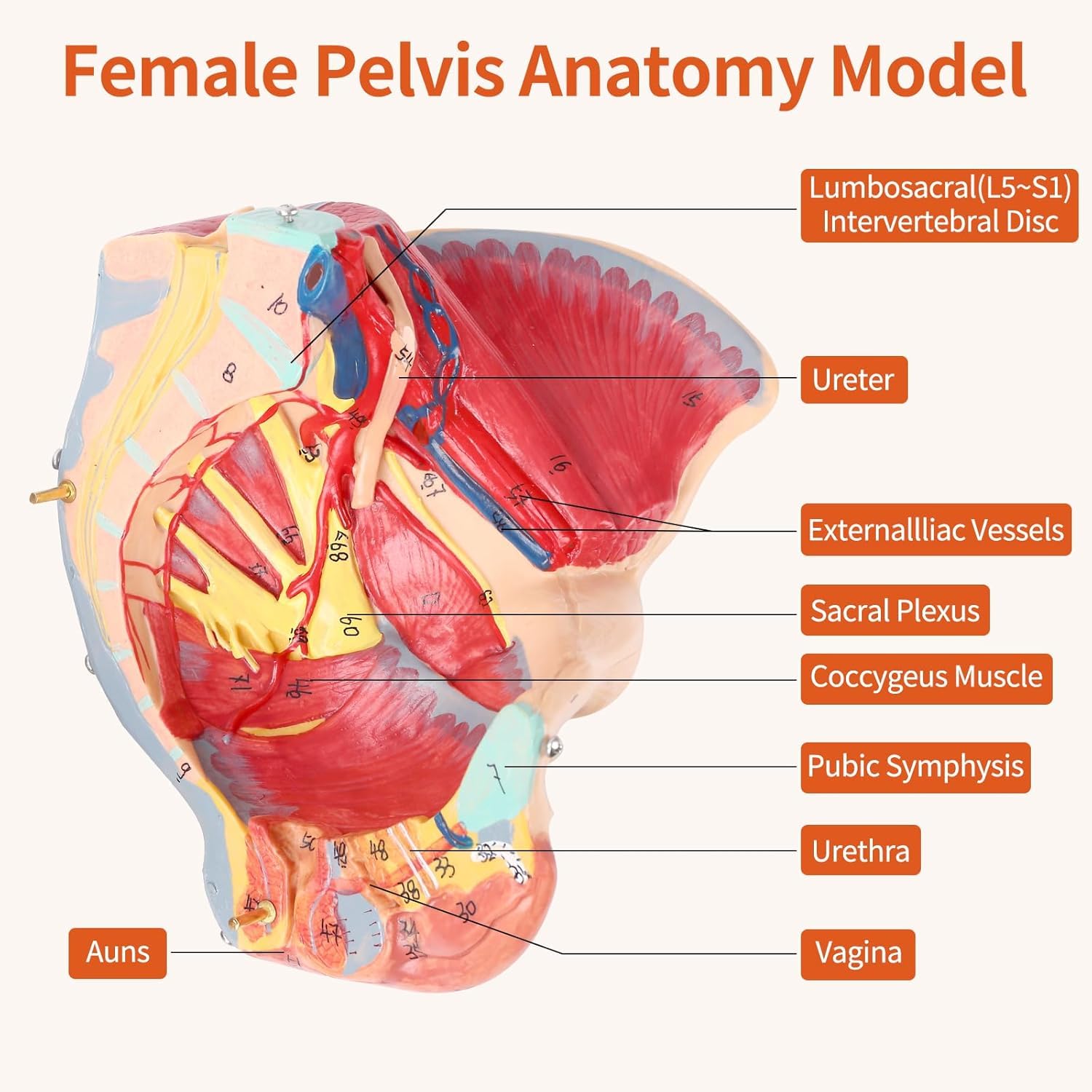 Ludzki Model Miednicy Miednicy Rzeczywistych, Naczyniowych, Nerwowych I Rozrodczych, 4 Narządy Usuwalne Do Fizjologii I Higieny W Szkole Anatomii