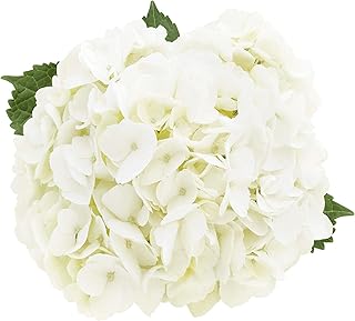 Bristol Farms, White Hydrangea Bouquet